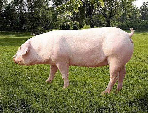 Landrace pig