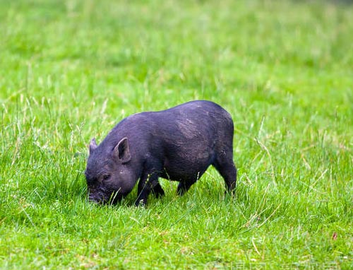 little black pig