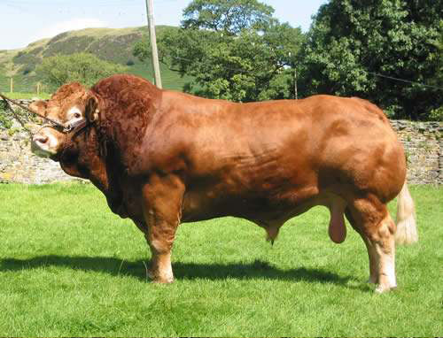 Limousin Beef-Limousin