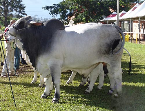 Brahman cattle-Brahman cattle