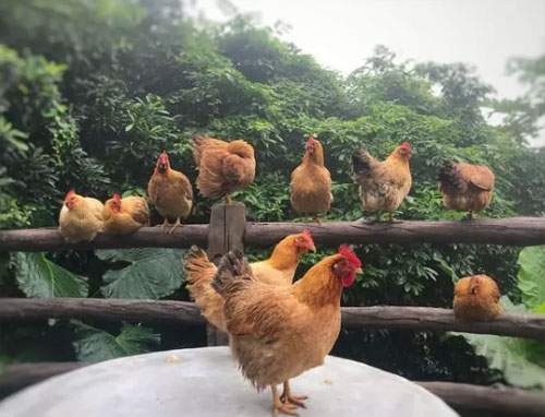 Wenchang Chicken.jpg