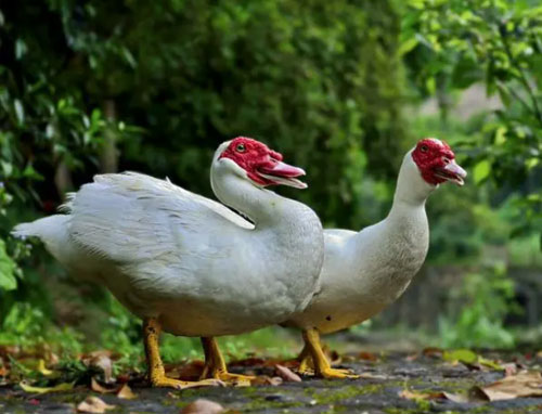 Muscovy duck.jpg