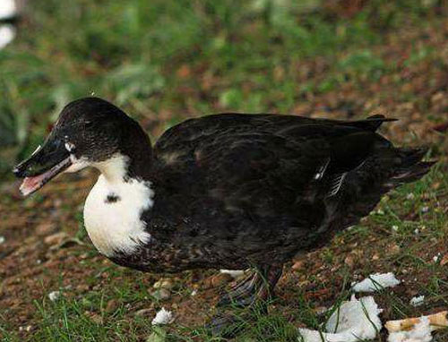 Wendeng black duck.jpg